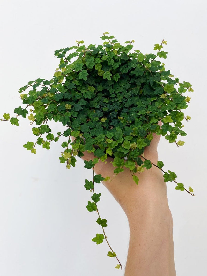 Ficus quercifolia 'String of Frogs'