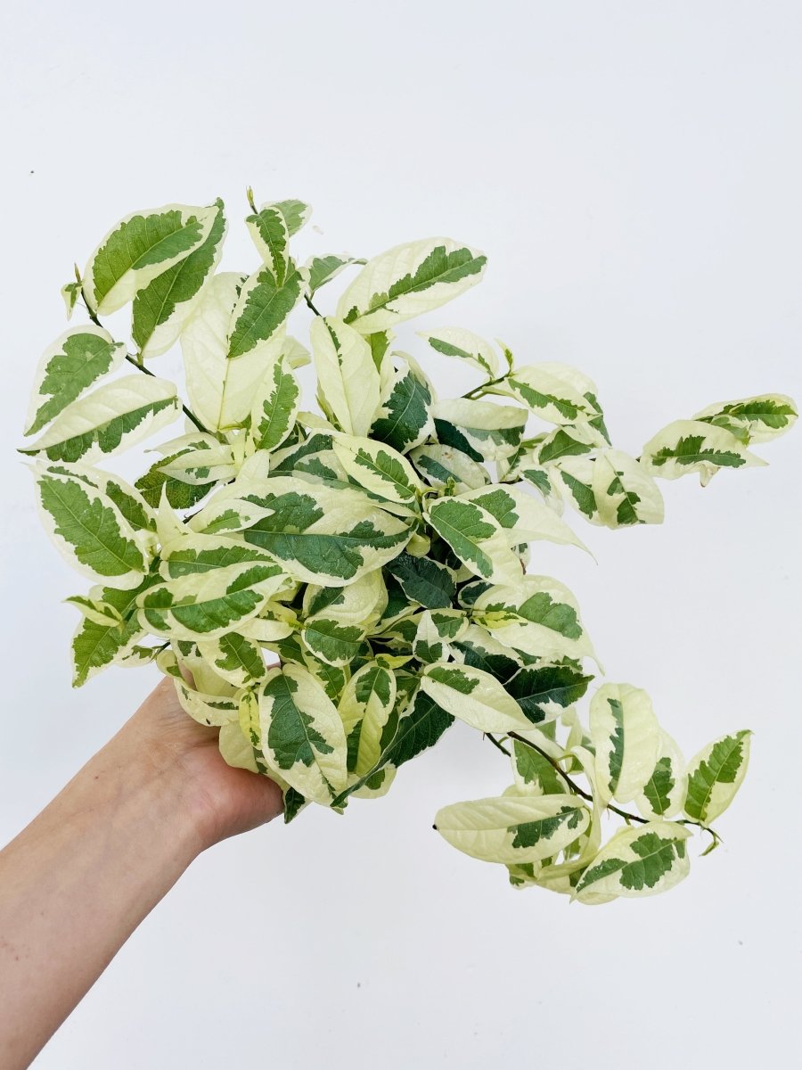 Ficus sagitatta variegata - Variant Plant Company