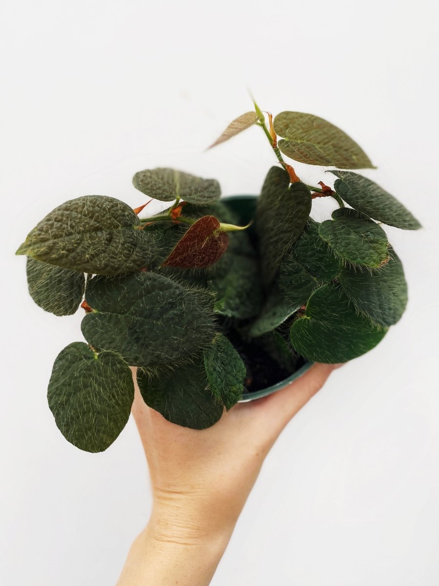 Ficus villosa - Variant Plant Company
