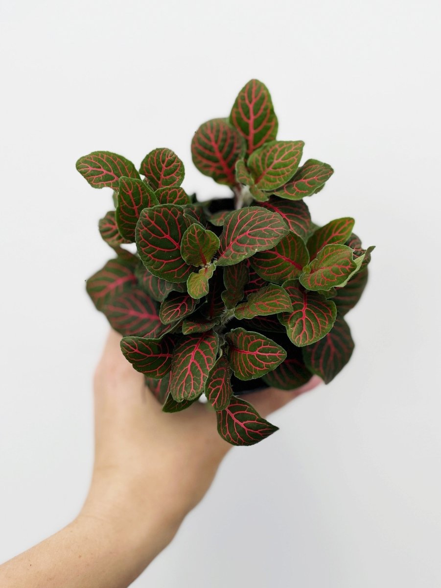 Fittonia 'Red' - Variant Plant Company