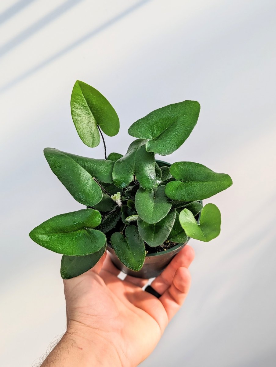Hemionitis arifolia - Variant Plant Company