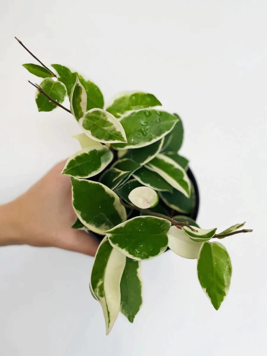Hoya carnosa 'Krimson Queen' - Variant Plant Company