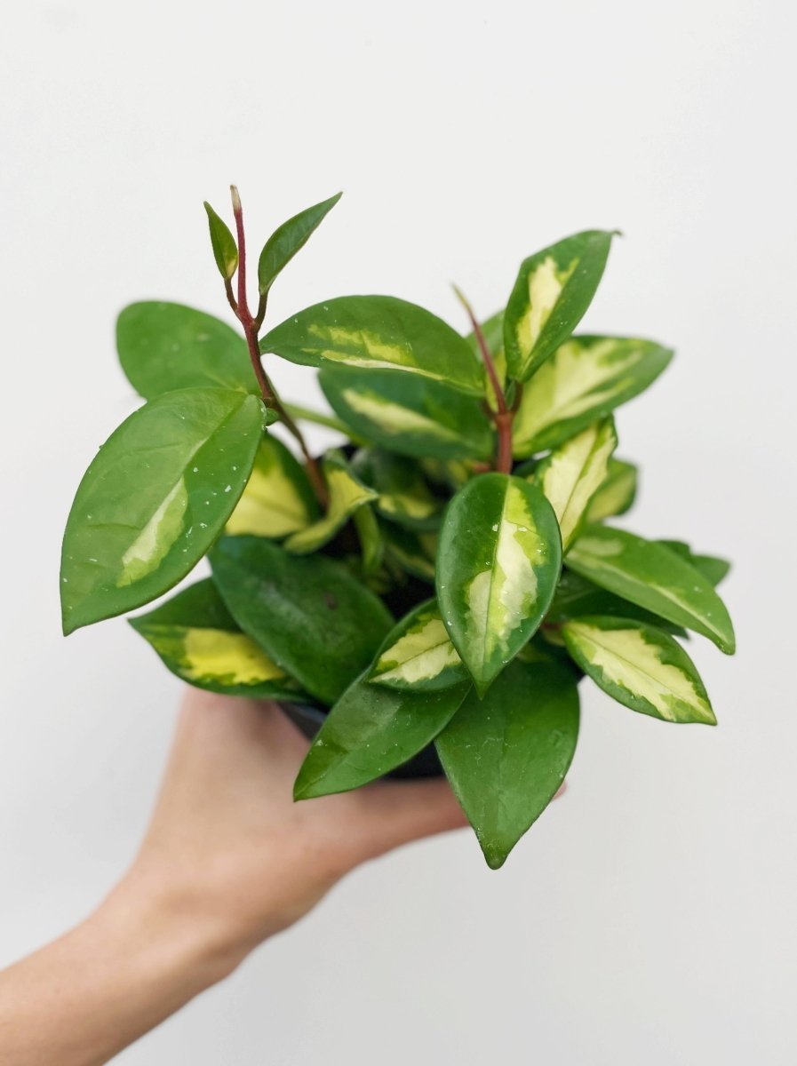 Hoya carnosa 'Tricolor' - Variant Plant Company