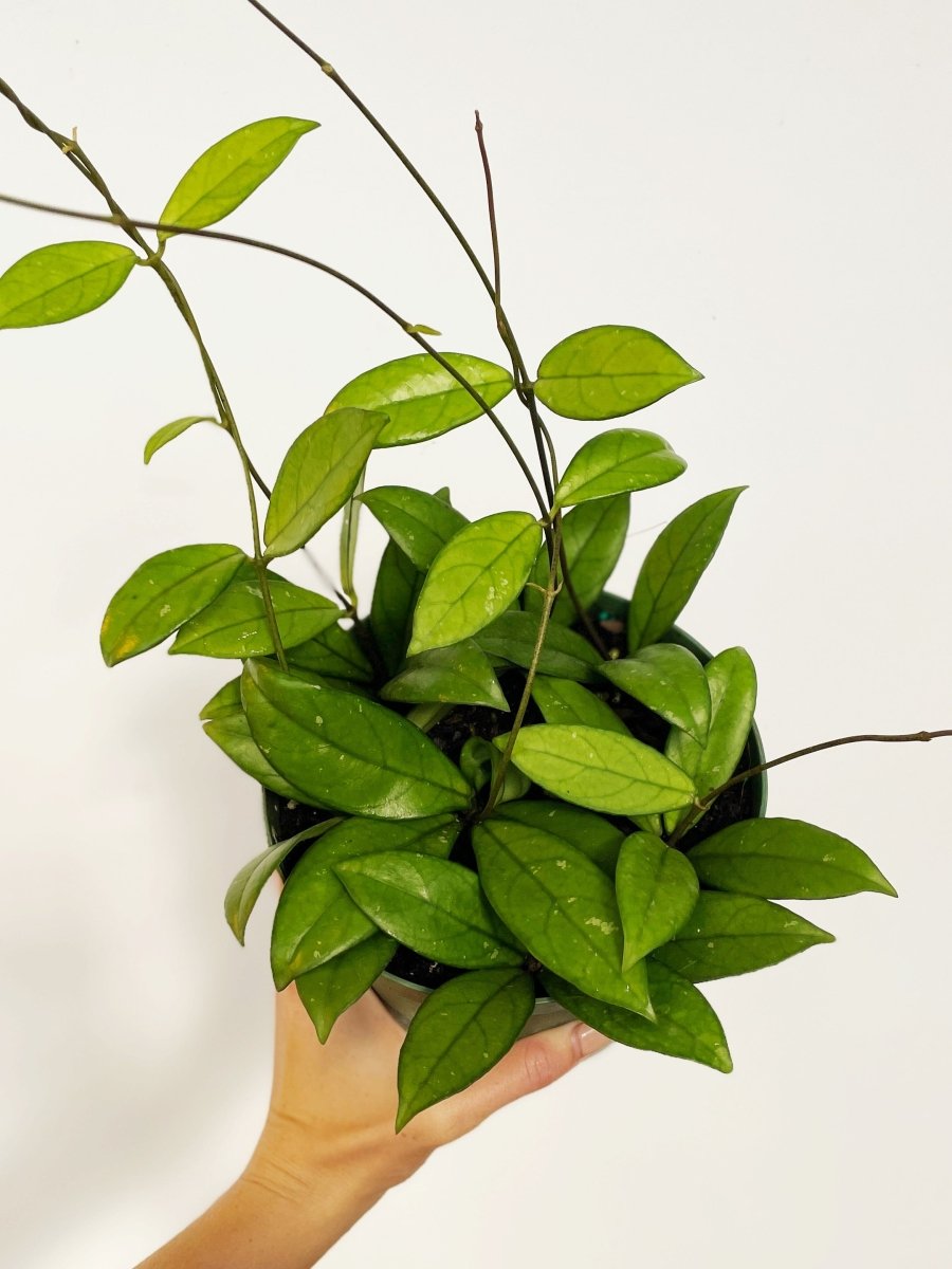 Hoya crassipettiolata - Variant Plant Company