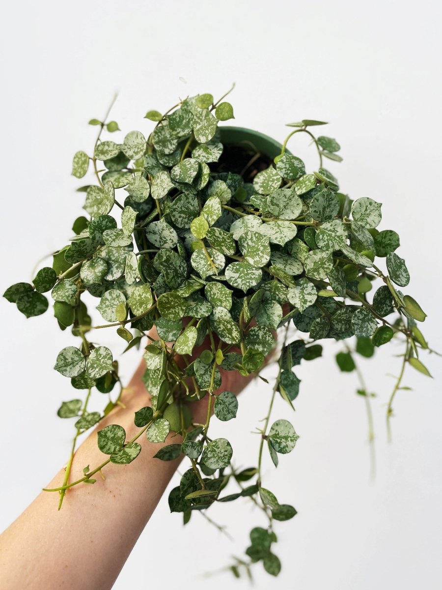 Hoya curtisii - Variant Plant Company