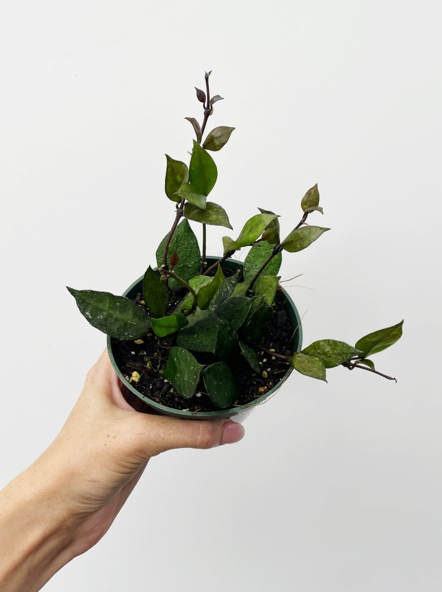 Hoya krohniana 'Black' - Variant Plant Company