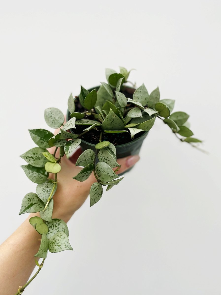 Hoya krohniana 'Silver' - Variant Plant Company