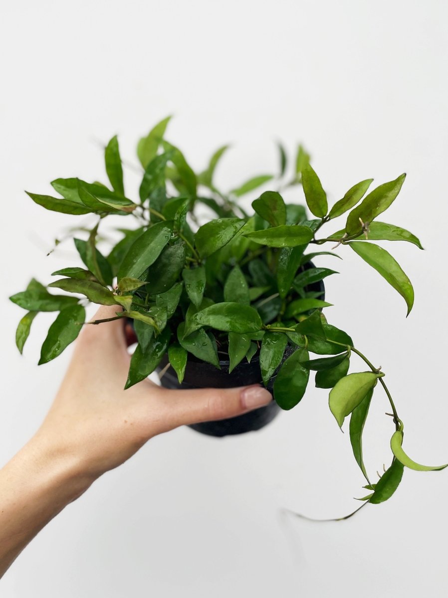 Hoya lacunosa - Variant Plant Company