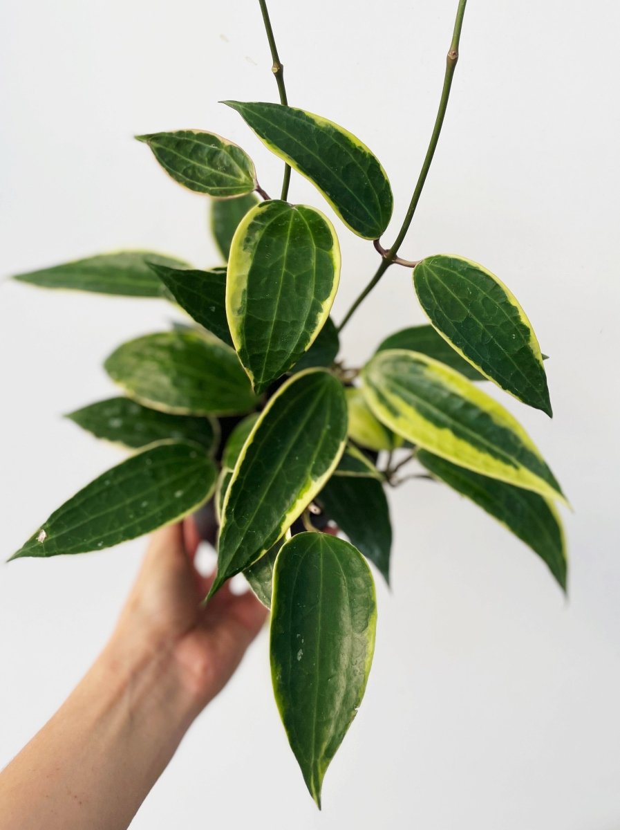 Hoya macrophylla variegata - Variant Plant Company