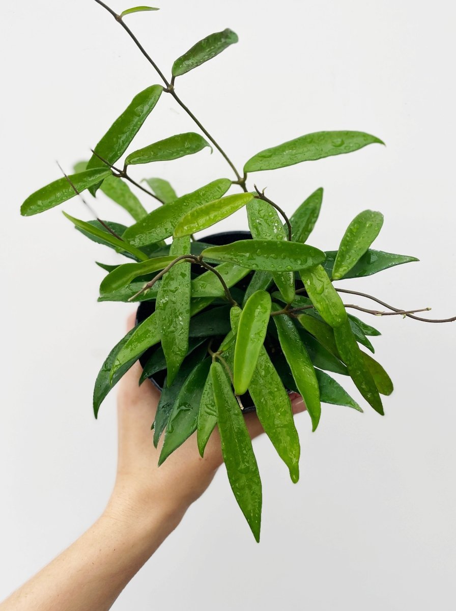 Hoya 'Minibelle' - Variant Plant Company