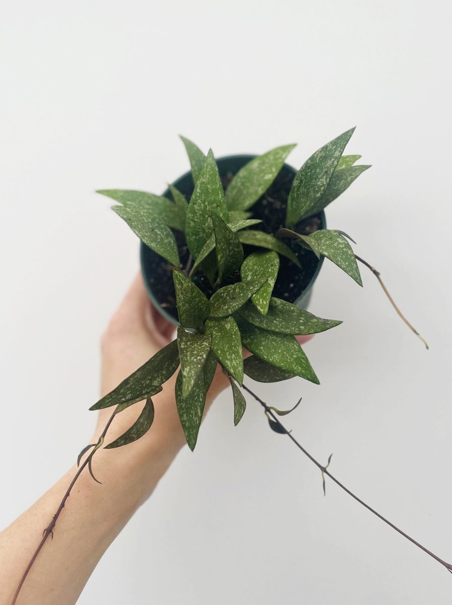 Hoya paviflora - Variant Plant Company