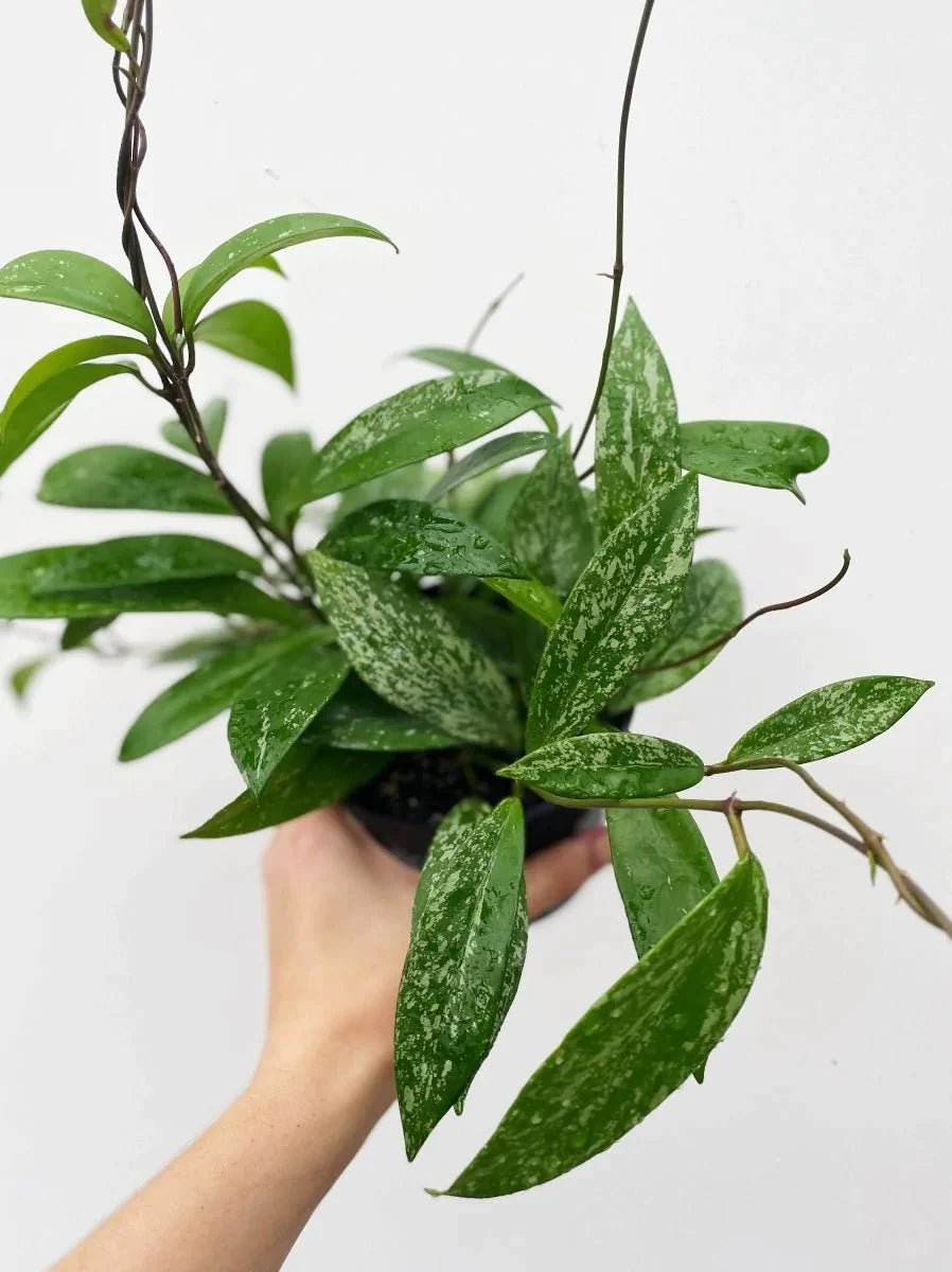 Hoya pubicalyx - Variant Plant Company