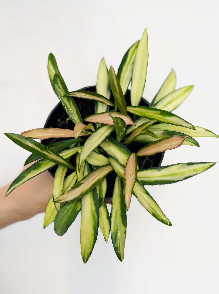 Hoya wayetti 'Tricolor' - Variant Plant Company
