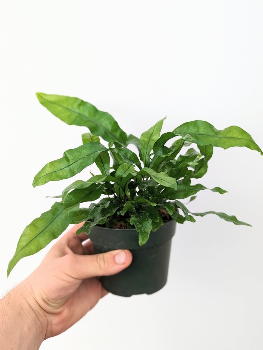 Microsorum diversifolium - Variant Plant Company