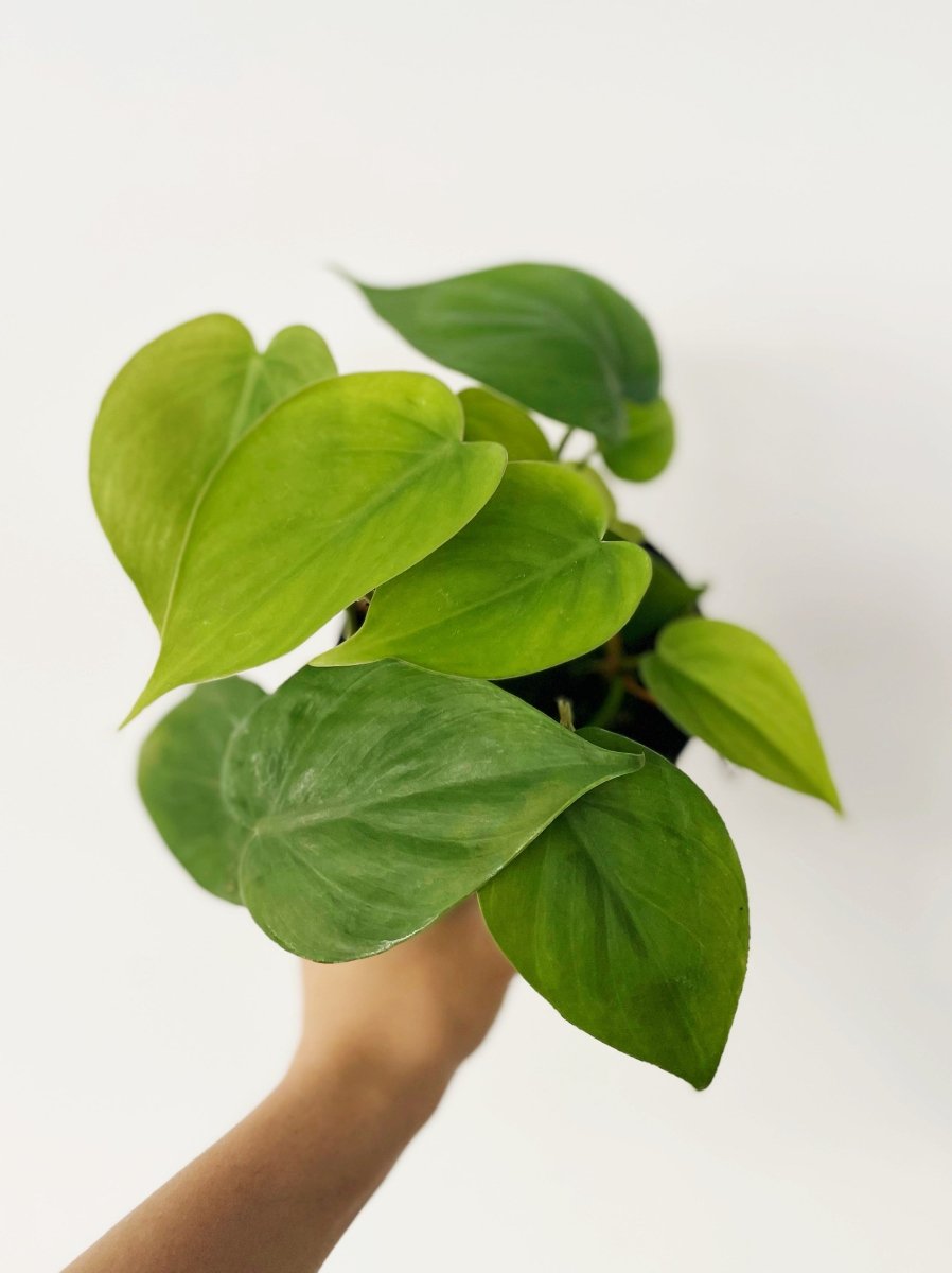 Philodendron hederaceum 'Green' - Variant Plant Company