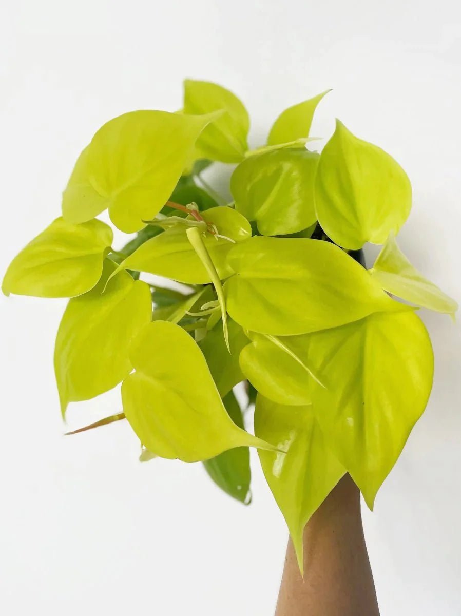 Philodendron hederaceum 'Lemon' - Variant Plant Company