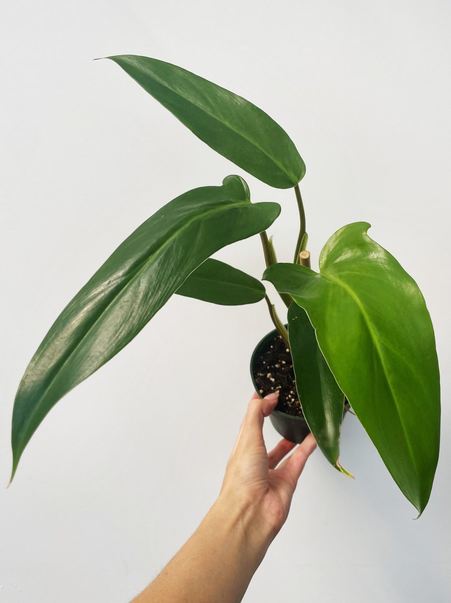 Philodendron mexicanum - Variant Plant Company