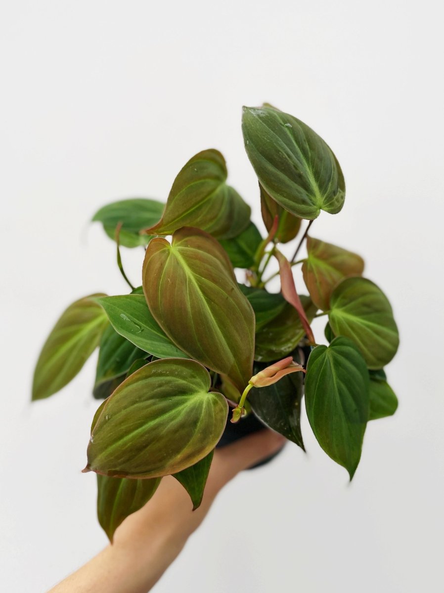Philodendron micans - Variant Plant Company