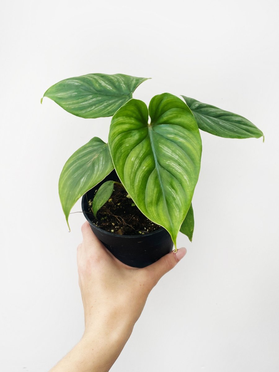 Philodendron plowmanii - Variant Plant Company