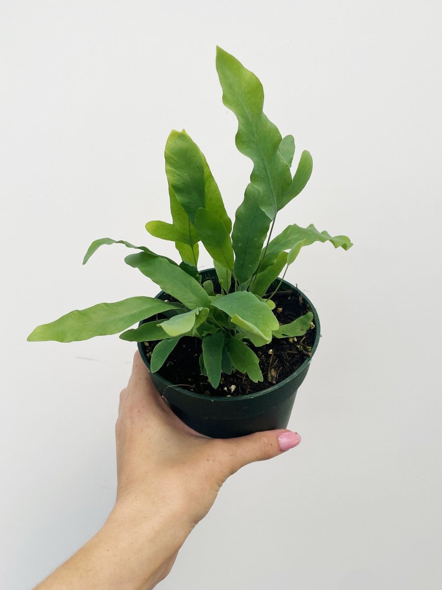 Phlebodium aureum - Variant Plant Company