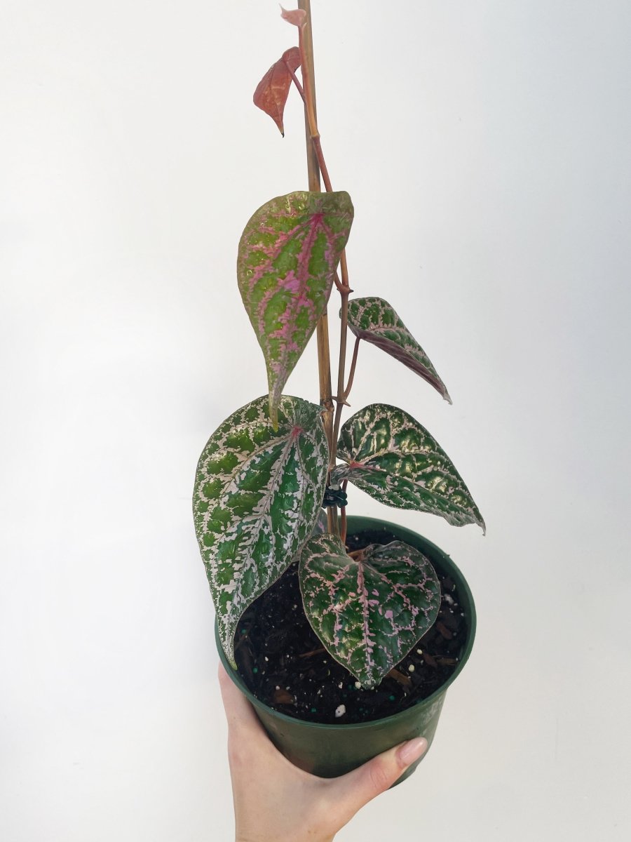 Piper crocatum - Variant Plant Company