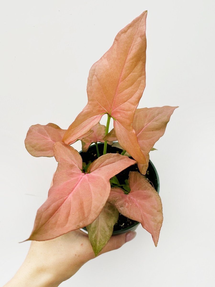 Syngonium 'Pink Perfection' - Variant Plant Company