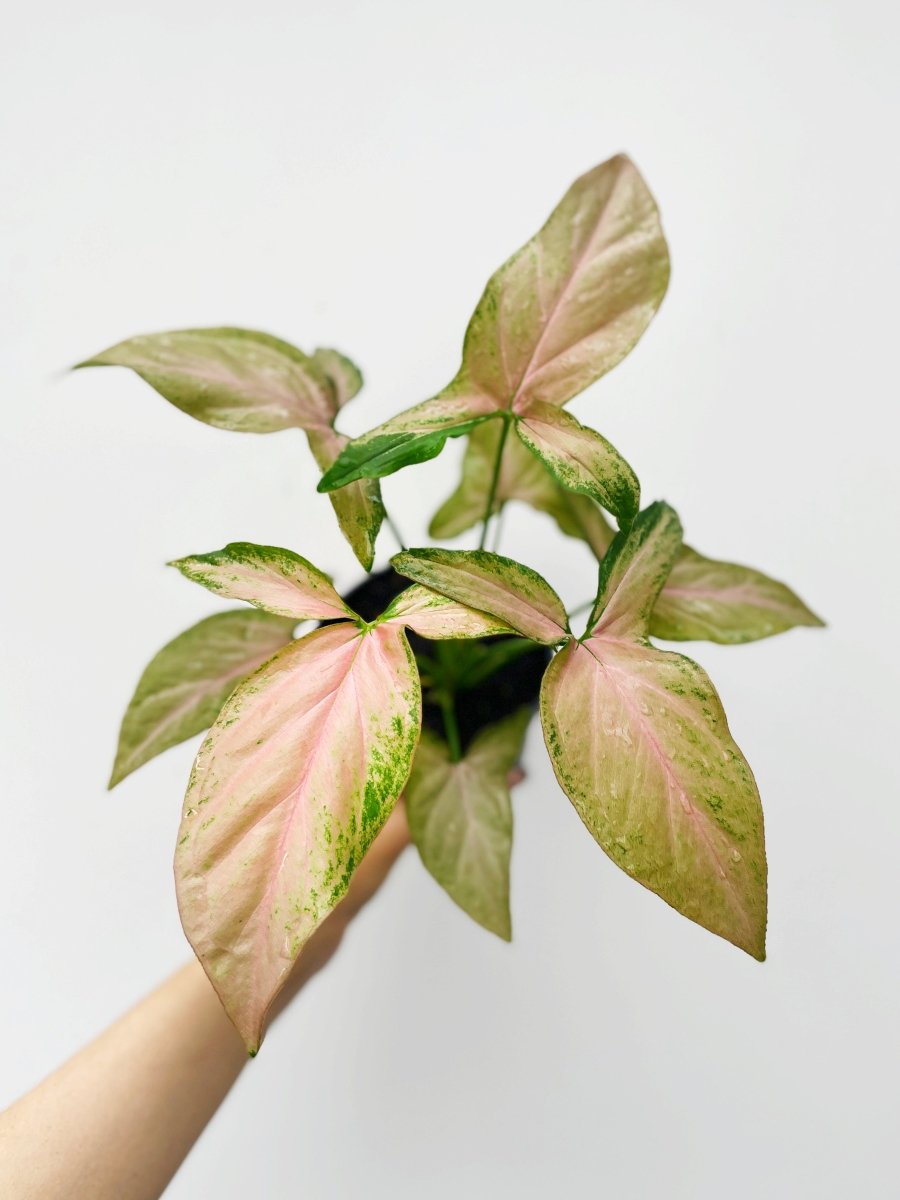 Syngonium 'Pink Splash' - Variant Plant Company