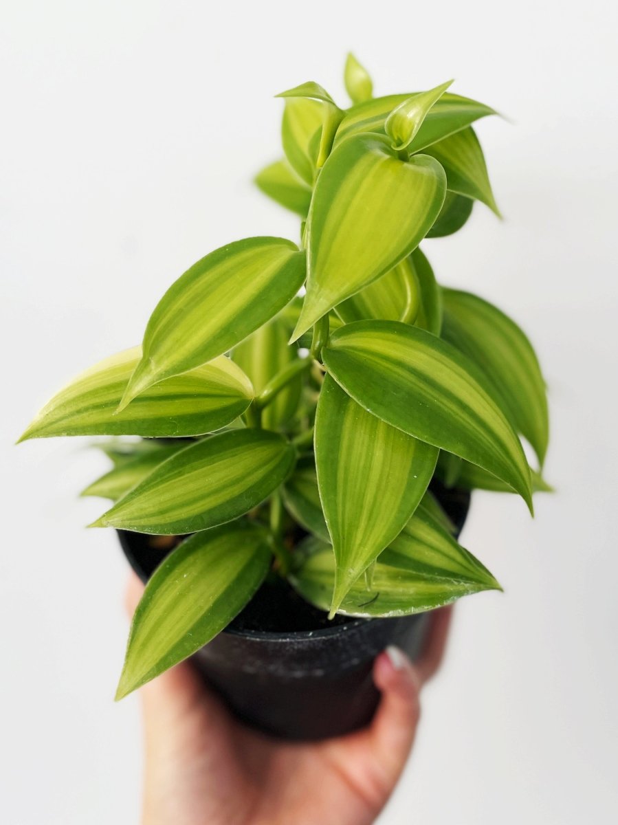 Vanilla planifolia variegated - Variant Plant Company
