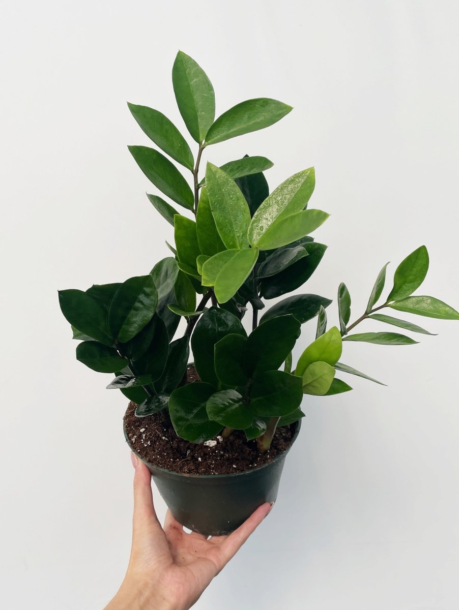 Zamioculcas zamiifolia - Variant Plant Company